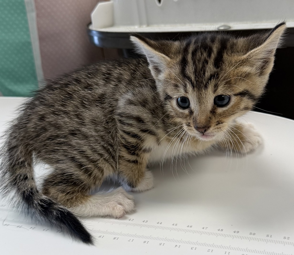 Shelter Stray Female Cat last seen Street, LIVERMORE, CA, 94550, Oakland, CA 94621