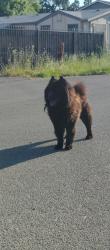 Found/Stray Male Dog last seen Netherton ave, Stockton, CA 95215
