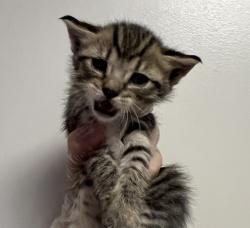 Shelter Stray Female Cat last seen Near Arthur Avenue, SAN LEANDRO, CA, 94577, Oakland, CA 94621