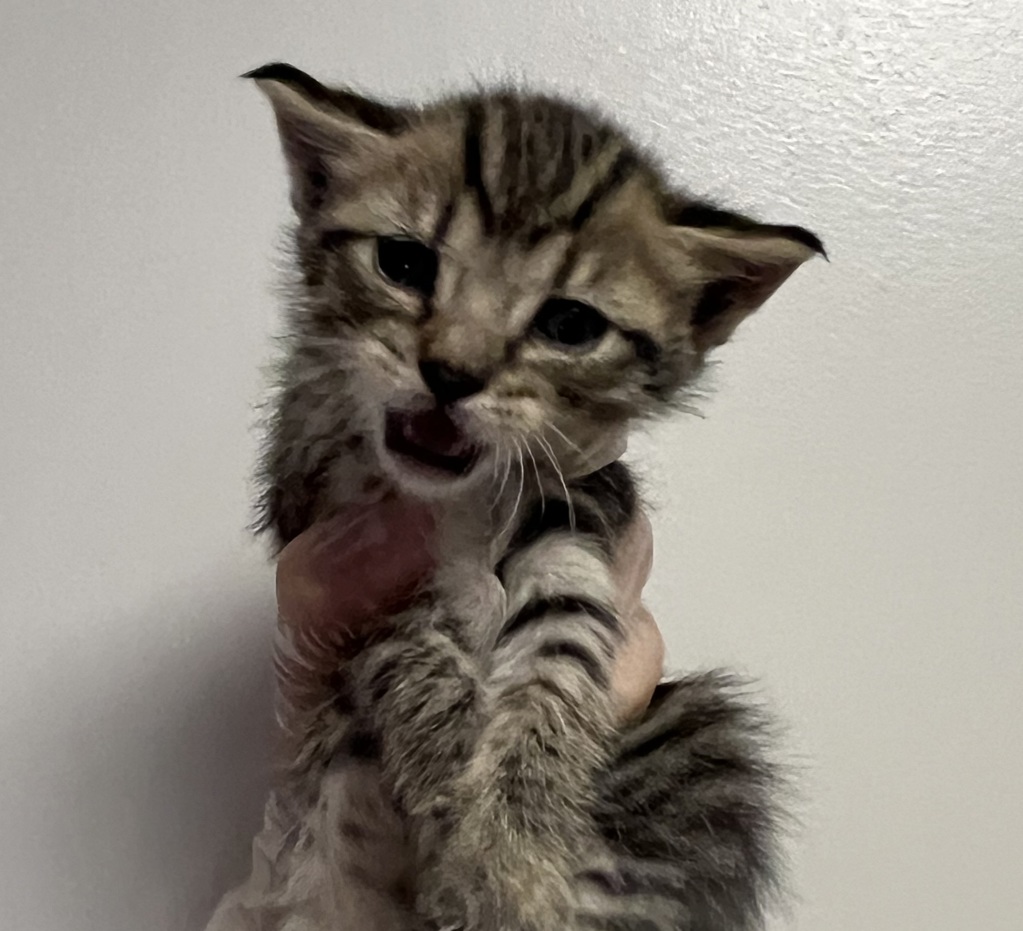 Shelter Stray Female Cat last seen Near Arthur Avenue, SAN LEANDRO, CA, 94577, Oakland, CA 94621