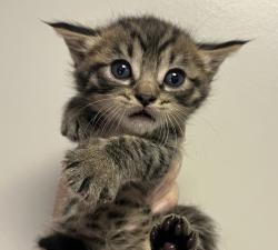 Shelter Stray Male Cat last seen Near Arthur Avenue, SAN LEANDRO, CA, 94577, Oakland, CA 94621