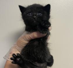 Shelter Stray Male Cat last seen Near Arthur Avenue, SAN LEANDRO, CA, 94577, Oakland, CA 94621