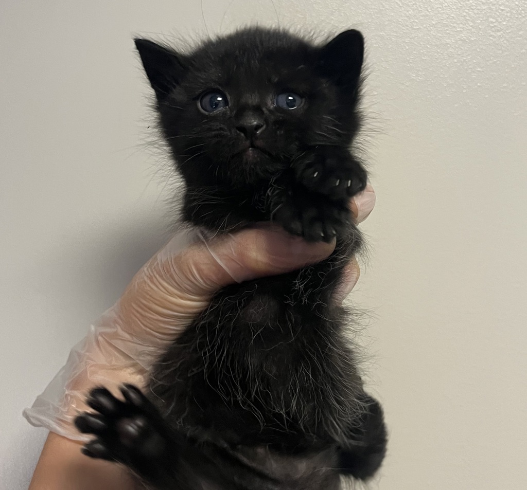 Shelter Stray Male Cat last seen Near Arthur Avenue, SAN LEANDRO, CA, 94577, Oakland, CA 94621