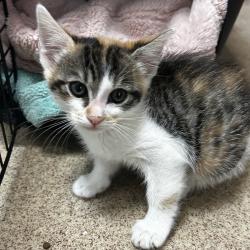 Shelter Stray Female Cat last seen Near Pelton Center Way, SAN LEANDRO, CA, 94577, Oakland, CA 94621