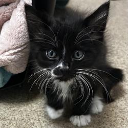 Shelter Stray Male Cat last seen Near Pelton Center Way, SAN LEANDRO, CA, 94577, Oakland, CA 94621
