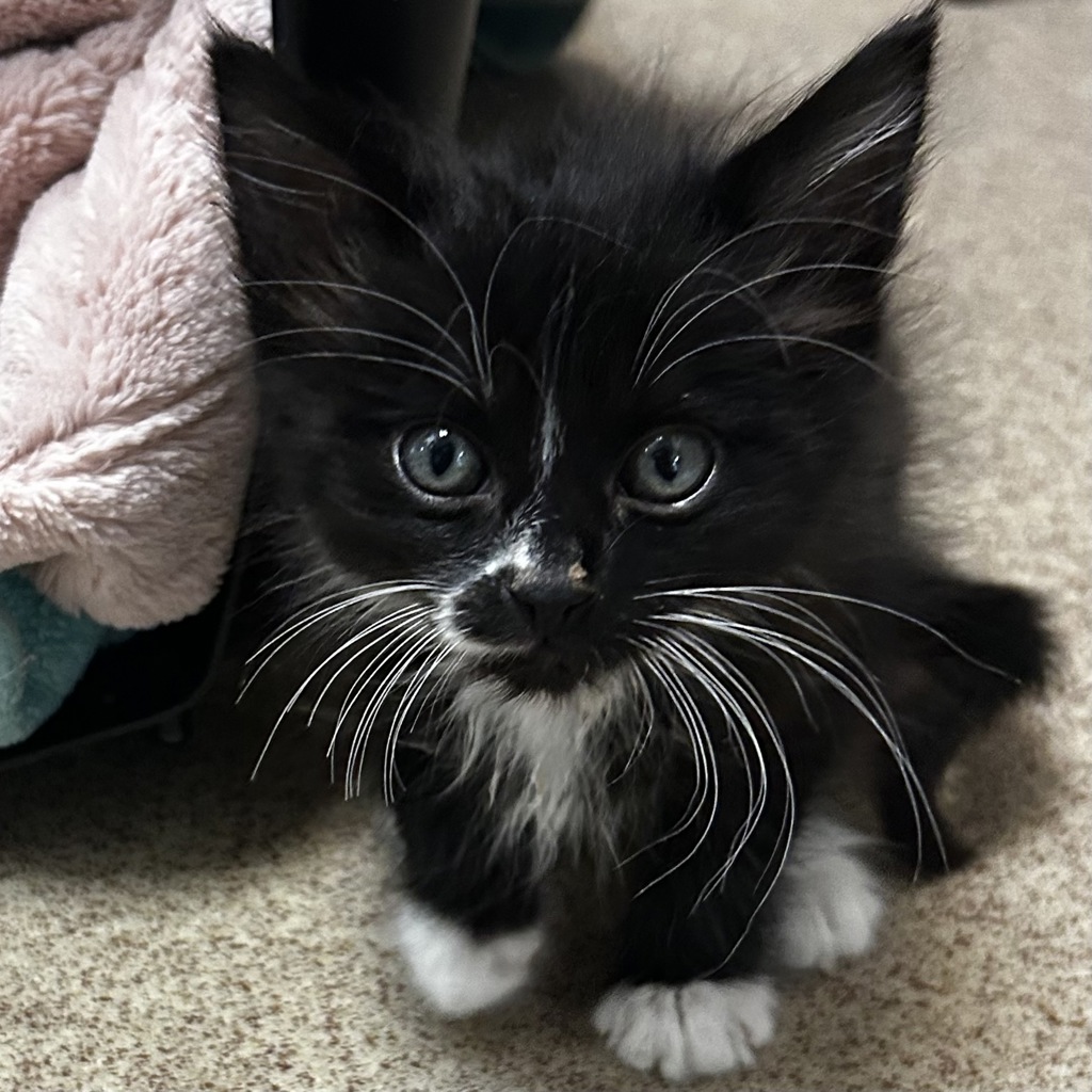 Shelter Stray Male Cat last seen Near Pelton Center Way, SAN LEANDRO, CA, 94577, Oakland, CA 94621