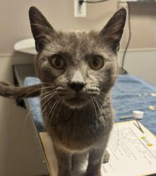 Shelter Stray Female Cat last seen Apt B,503 105th Avenue, OAKLAND, CA, 94603, Oakland, CA 94621