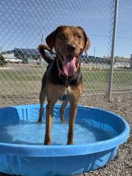 Shelter Stray Male Dog last seen MT, Great Falls, MT 59401