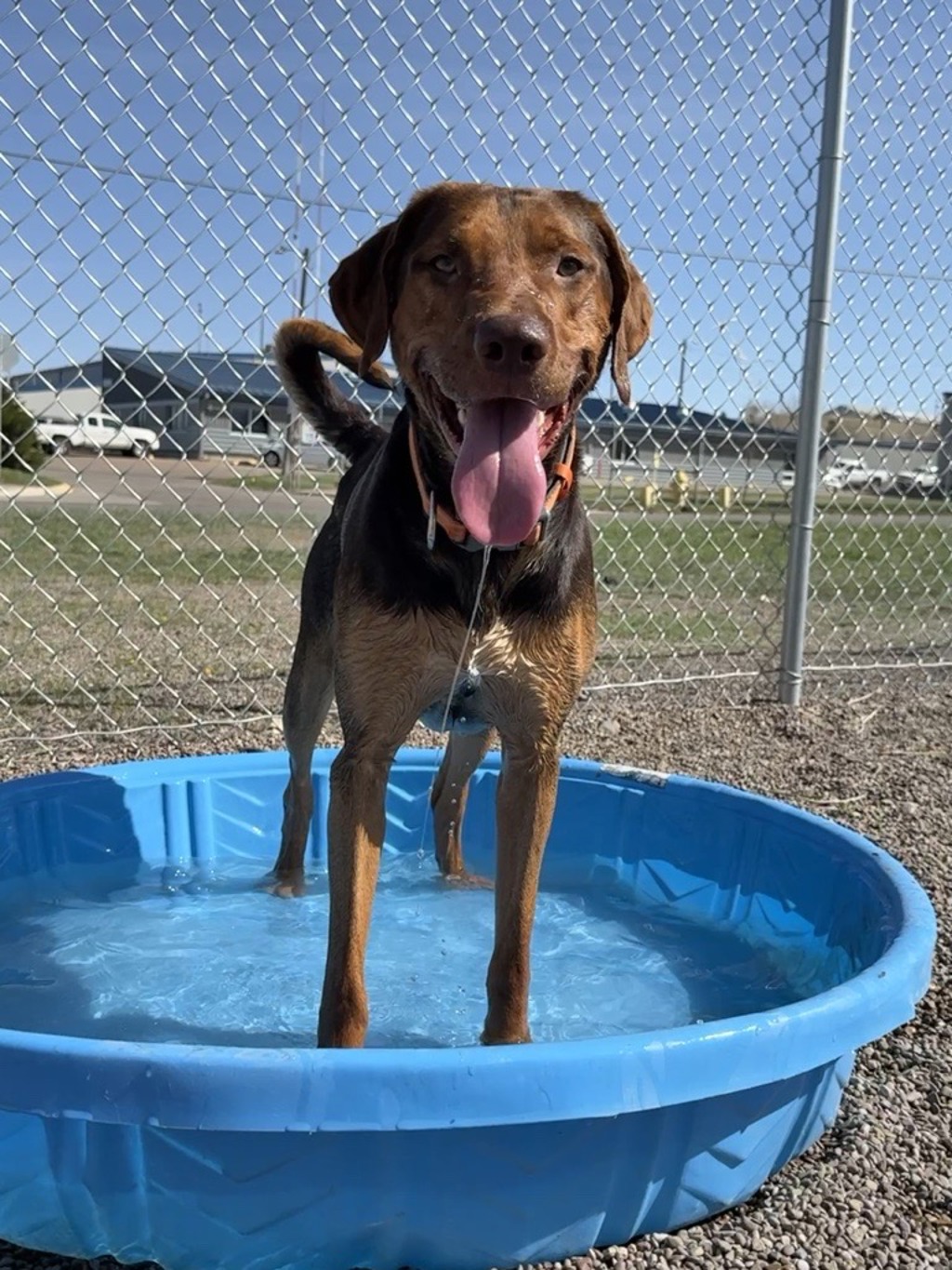 Shelter Stray Male Dog last seen MT, Great Falls, MT 59401