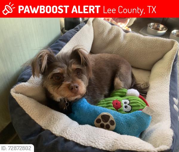 Lost Female Dog last seen Main Avenue Lincoln, TX, Lee County, TX 78948