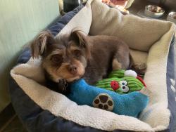 Lost Female Dog last seen Main Avenue Lincoln, TX, Lee County, TX 78948
