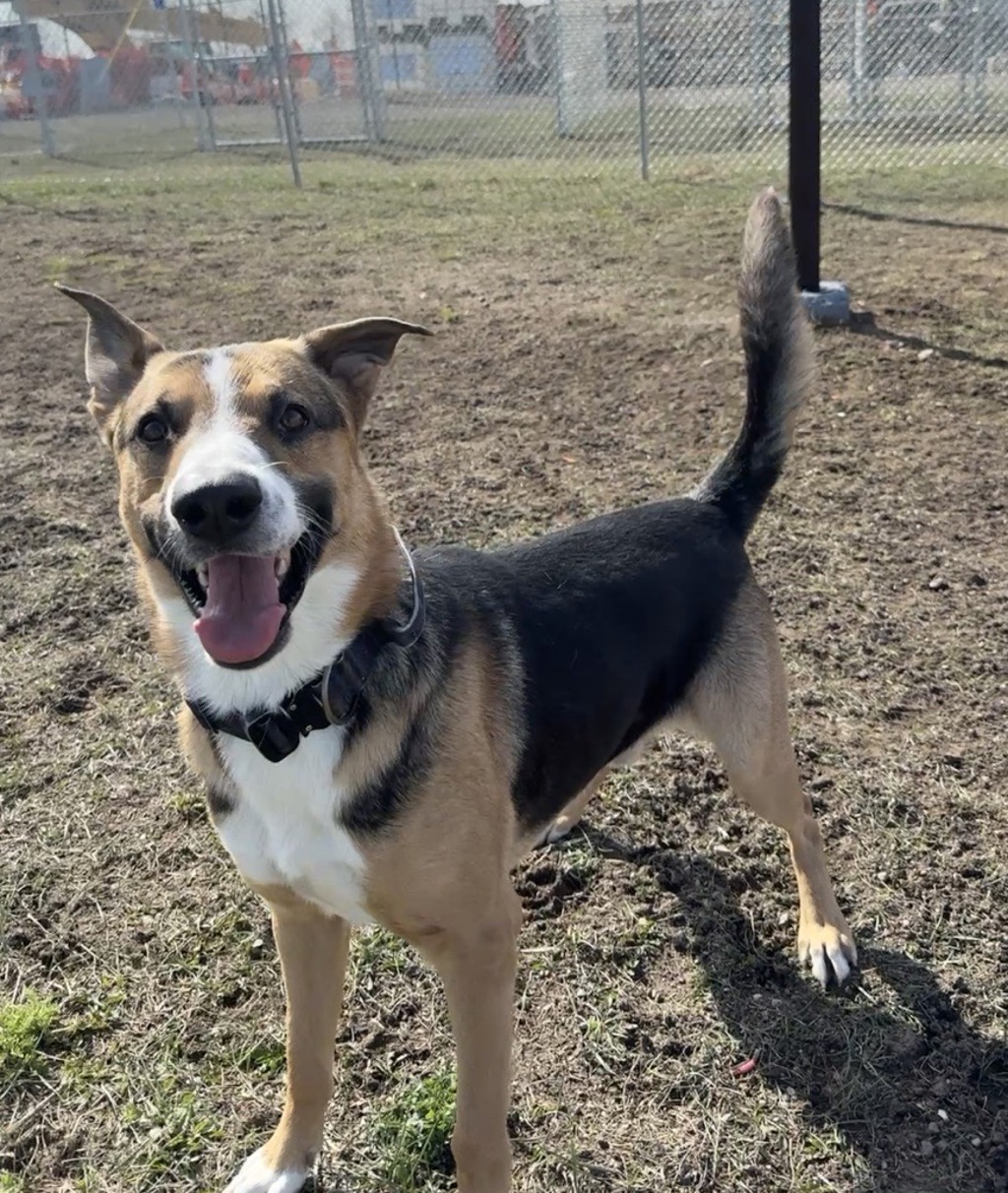 Shelter Stray Male Dog last seen Near block 10th Avenue S, GREAT FALLS, MT, 59405, Great Falls, MT 59401
