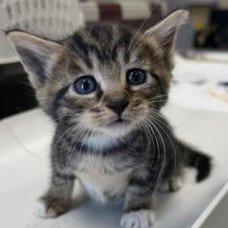 Shelter Stray Female Cat last seen Street, LIVERMORE, CA, 94550, Oakland, CA 94621