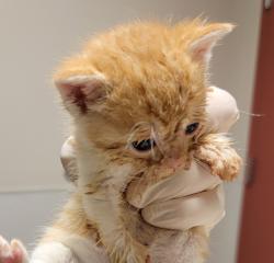 Shelter Stray Female Cat last seen Near W. Sunset Boulevard, HAYWARD, CA, 94541, Oakland, CA 94621