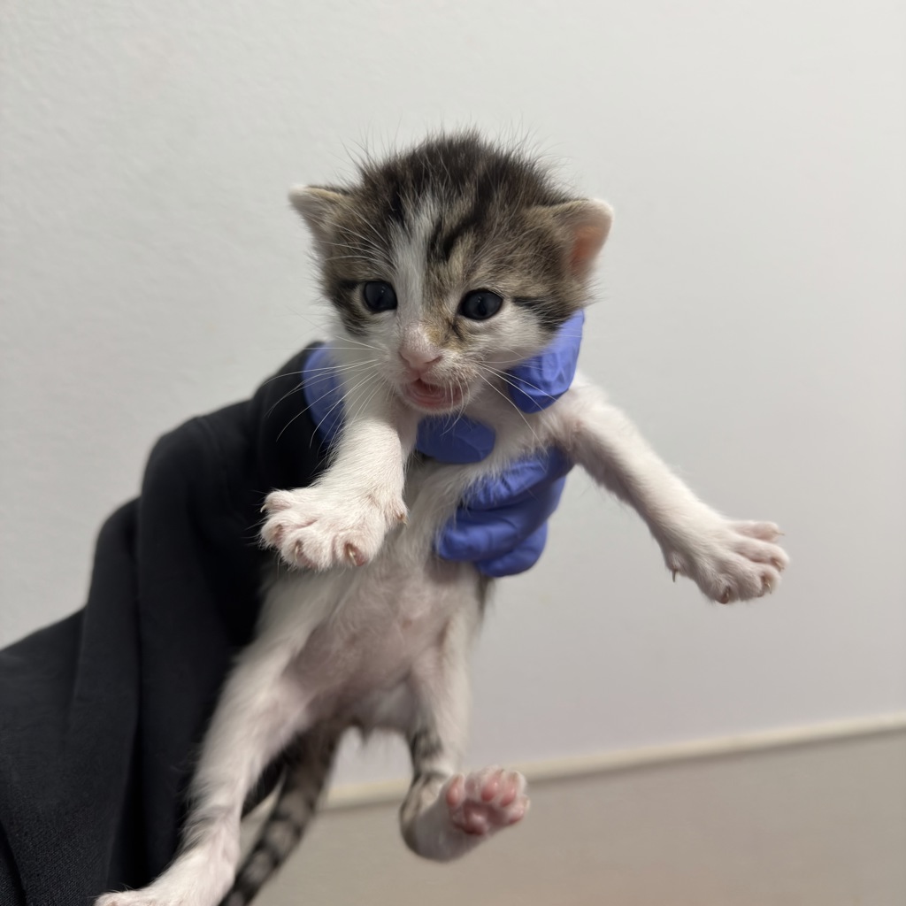 Shelter Stray Female Cat last seen Orange Ave/51st St, San Diego, CA, 92105, San Diego, CA 92110