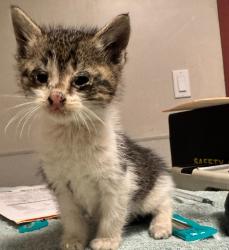 Shelter Stray Male Cat last seen Near 68th Avenue, OAKLAND, CA, 94605, Oakland, CA 94621