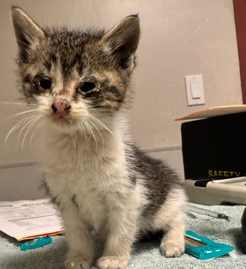 Shelter Stray Male Cat last seen Near 68th Avenue, OAKLAND, CA, 94605, Oakland, CA 94621