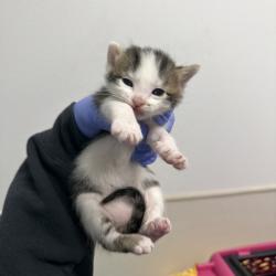 Shelter Stray Male Cat last seen Orange Ave/51st St, San Diego, CA, 92105, San Diego, CA 92110