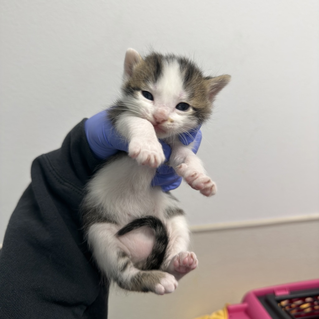 Shelter Stray Male Cat last seen Orange Ave/51st St, San Diego, CA, 92105, San Diego, CA 92110