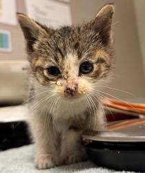 Shelter Stray Female Cat last seen Near 68th Avenue, OAKLAND, CA, 94605, Oakland, CA 94621