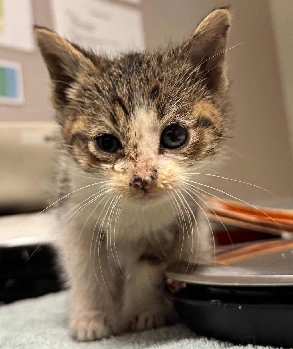 Shelter Stray Female Cat last seen Near 68th Avenue, OAKLAND, CA, 94605, Oakland, CA 94621