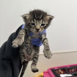 Shelter Stray Male Cat last seen Orange Ave/51st St, San Diego, CA, 92105, San Diego, CA 92110
