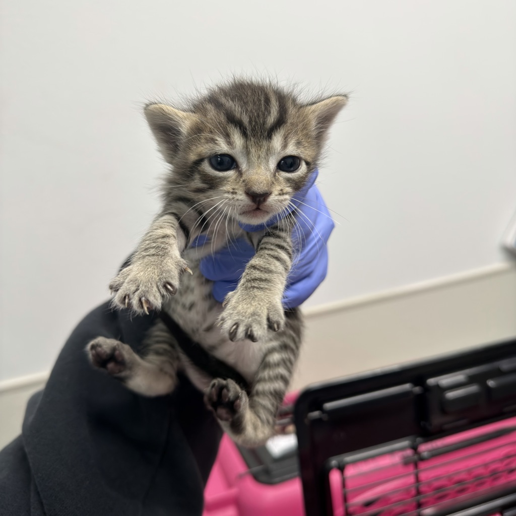Shelter Stray Female Cat last seen Orange Ave/51st St, San Diego, CA, 92105, San Diego, CA 92110
