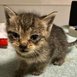 Shelter Stray Female Cat last seen Near 68th Avenue, OAKLAND, CA, 94605, Oakland, CA 94621