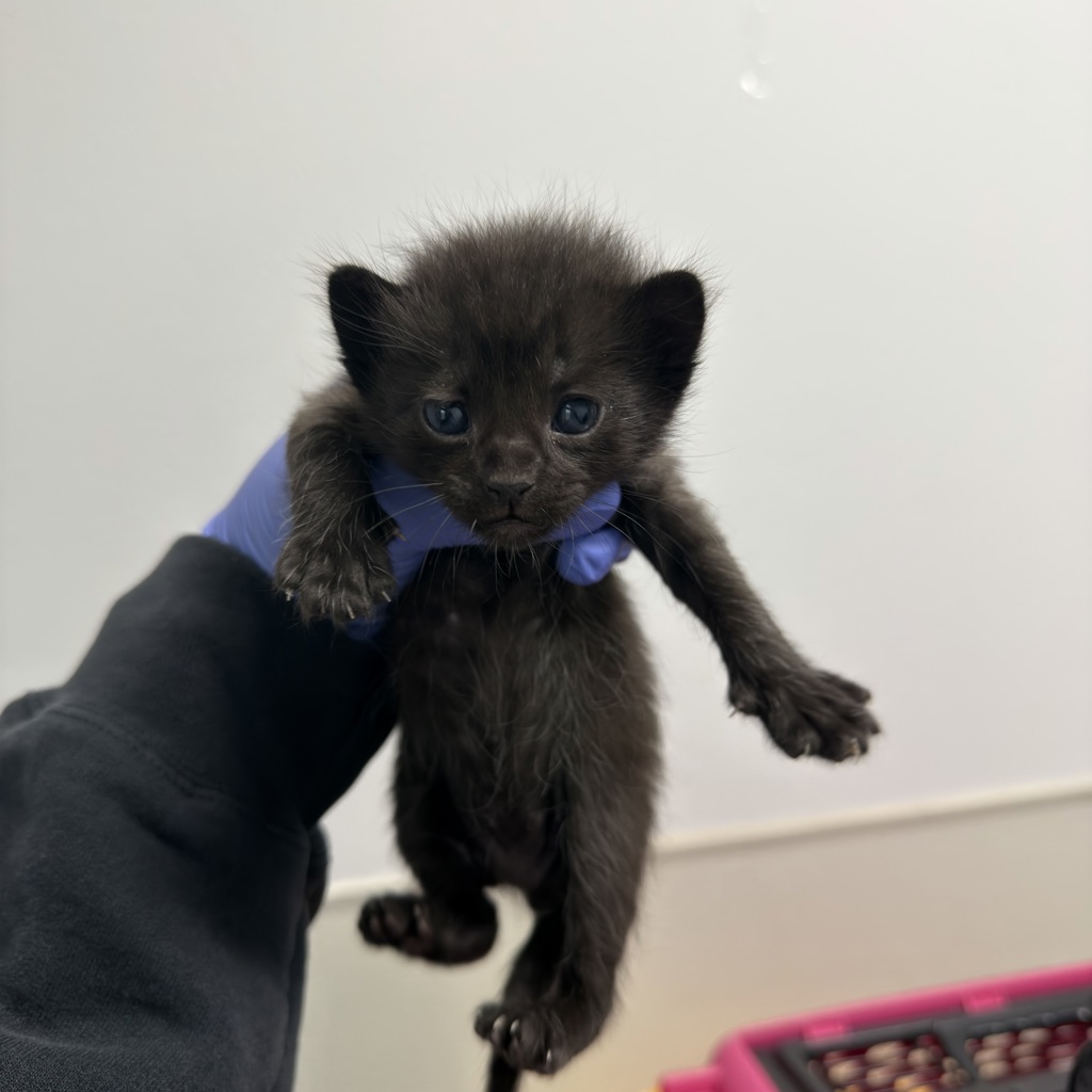 Shelter Stray Male Cat last seen Orange Ave/51st St, San Diego, CA, 92105, San Diego, CA 92110