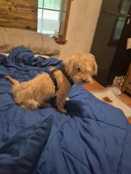 Found/Stray Female Dog last seen Tomato bowl, Jacksonville, FL 32205