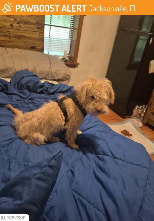 Found/Stray Female Dog last seen Tomato bowl, Jacksonville, FL 32205