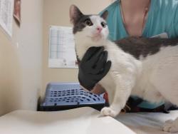 Shelter Stray Female Cat last seen Apt 97,201 Los Arbolitos Boulevard, Oceanside, CA, 92058, Oceanside, CA 92058