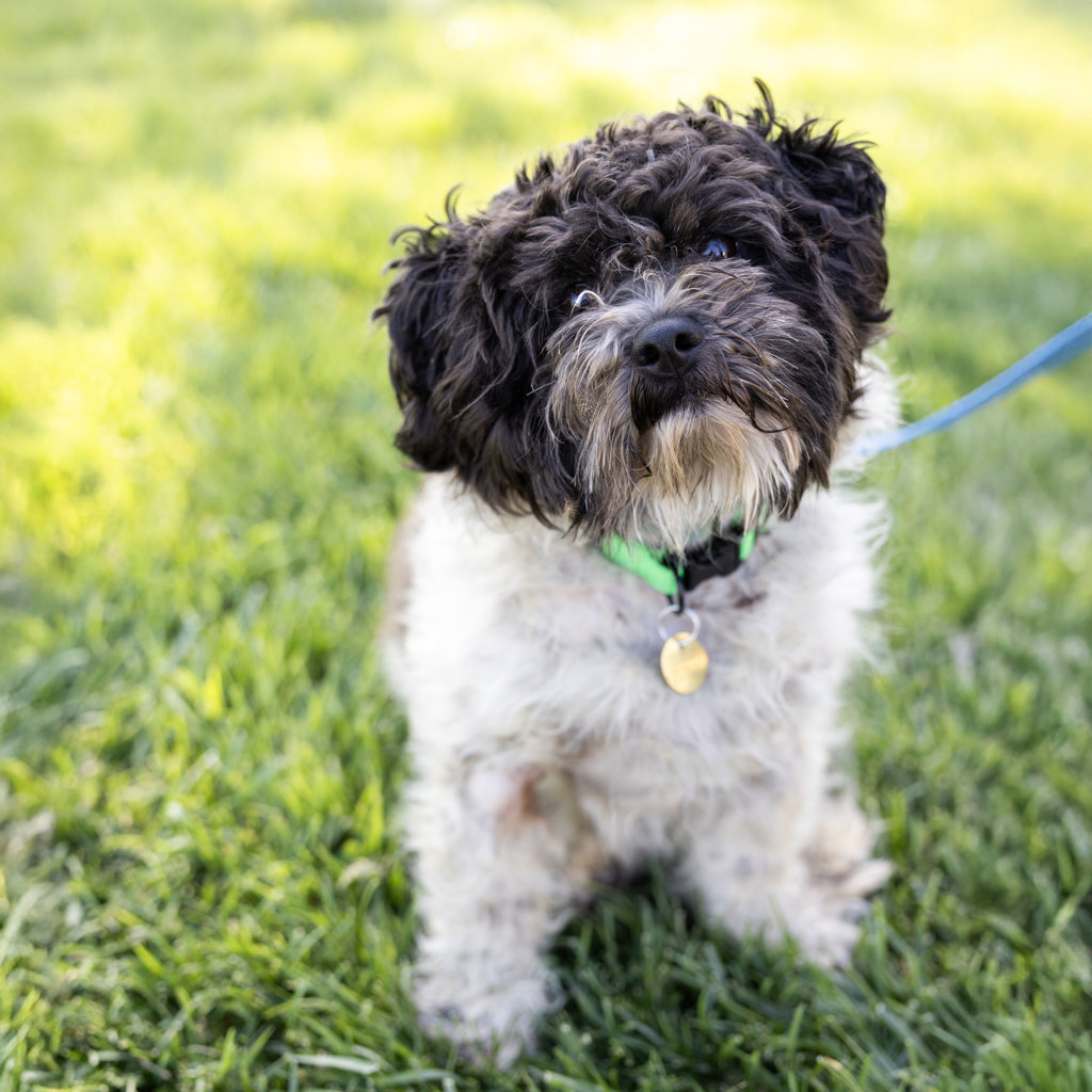 Shelter Stray Male Dog last seen Near Camrose Court, LIVERMORE, CA, 94550, Oakland, CA 94621