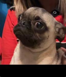 Lost Male Dog last seen Magnolia, Corona, CA 92879