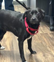 Shelter Stray Female Dog last seen Near Doriana Street, San Diego, CA, 92139, San Diego, CA 92110