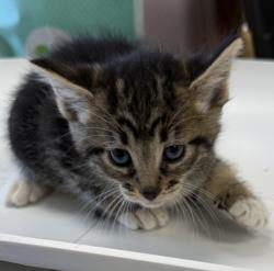 Shelter Stray Female Cat last seen Street, LIVERMORE, CA, 94550, Oakland, CA 94621