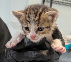 Shelter Stray Female Cat last seen 49th mission Gorge Street, Santee, CA, 92071, San Diego, CA 92110