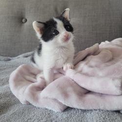Shelter Stray Female Cat last seen Near E 14th Street, SAN LEANDRO, CA, 94577, Oakland, CA 94621