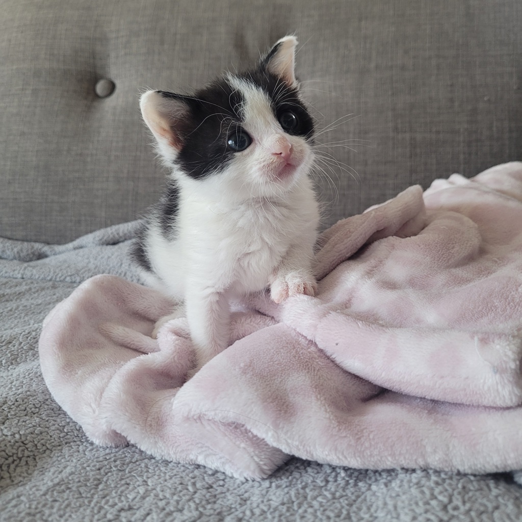 Shelter Stray Female Cat last seen Near E 14th Street, SAN LEANDRO, CA, 94577, Oakland, CA 94621