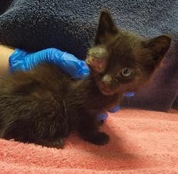 Shelter Stray Male Cat last seen Near Beechwood Avenue, SAN LEANDRO, CA, 94579, Oakland, CA 94621