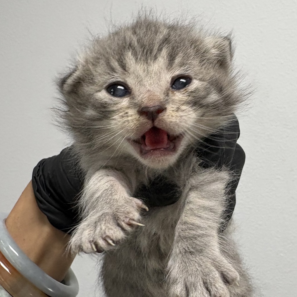 Shelter Stray Male Cat last seen Near Judith Avenue, San Diego, CA, 92154, San Diego, CA 92110
