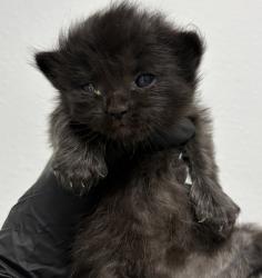 Shelter Stray Female Cat last seen Near Judith Avenue, San Diego, CA, 92154, San Diego, CA 92110