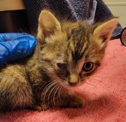 Shelter Stray Female Cat last seen Near Beechwood Avenue, SAN LEANDRO, CA, 94579, 8323 Baldwin St, Oakland, CA 94621, USA