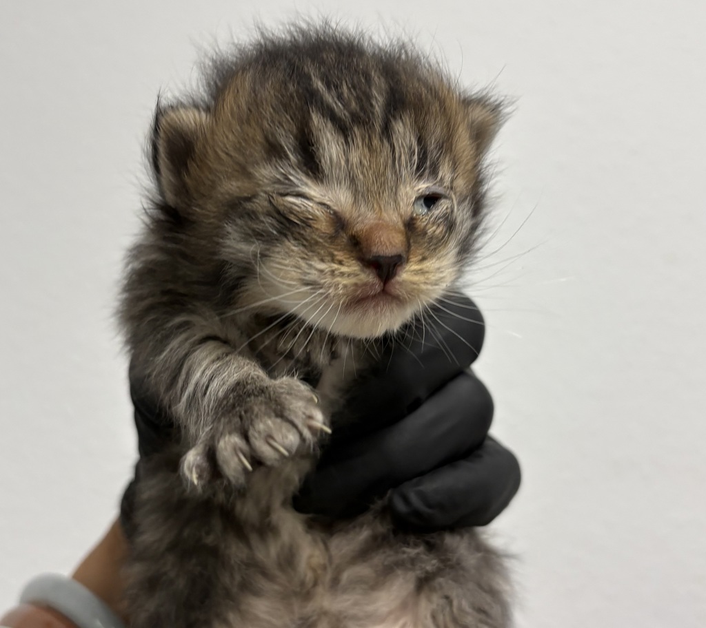 Shelter Stray Male Cat last seen Near Judith Avenue, San Diego, CA, 92154, San Diego, CA 92110