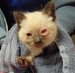 Shelter Stray Male Cat last seen Near Beechwood Avenue, SAN LEANDRO, CA, 94579, Oakland, CA 94621