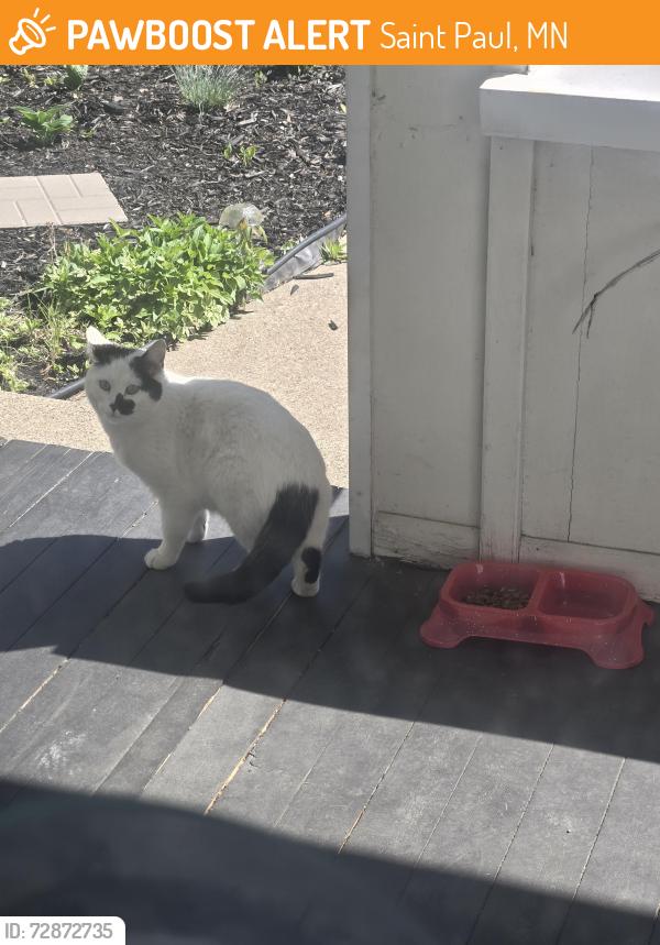 Found/Stray Unknown Cat last seen Geranium/greenbrier, Saint Paul, MN 55101
