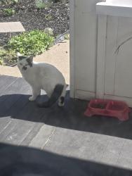 Found/Stray Unknown Cat last seen Geranium/greenbrier, Saint Paul, MN 55101