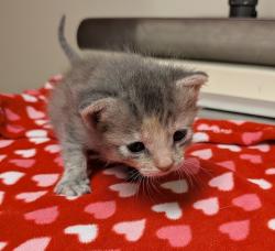 Shelter Stray Female Cat last seen Near Rickenbacker Circle, LIVERMORE, CA, 94550, 8323 Baldwin St, Oakland, CA 94621, USA
