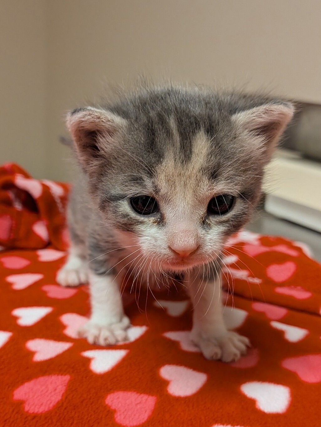 Shelter Stray Female Cat last seen Near Rickenbacker Circle, LIVERMORE, CA, 94550, 8323 Baldwin St, Oakland, CA 94621, USA