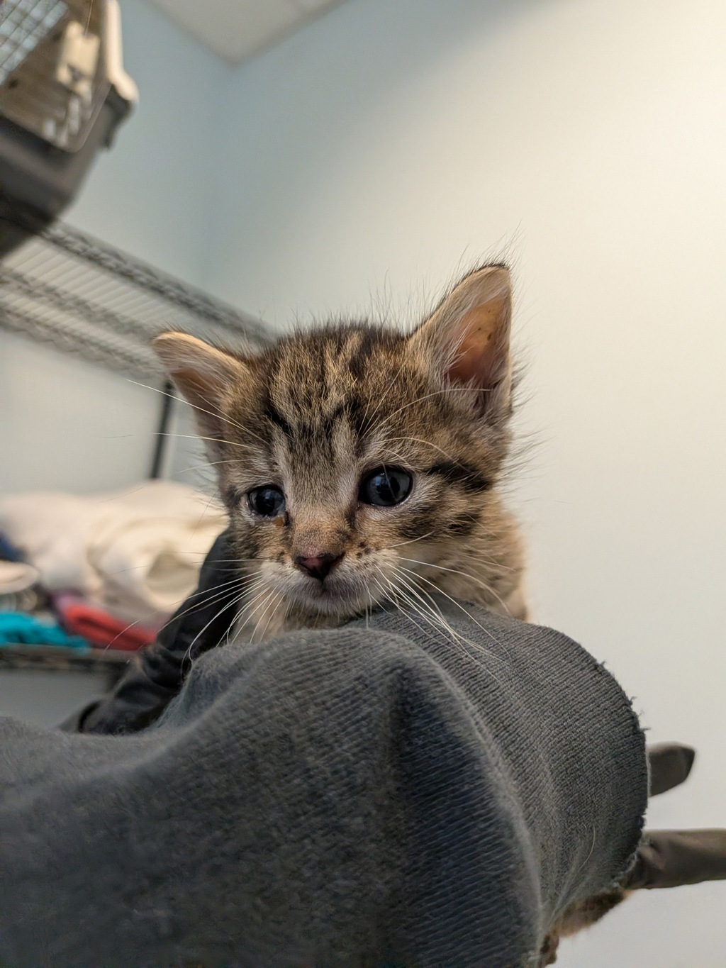 Shelter Stray Female Cat last seen Near 54th Street, San Diego, CA, 92114, San Diego, CA 92110